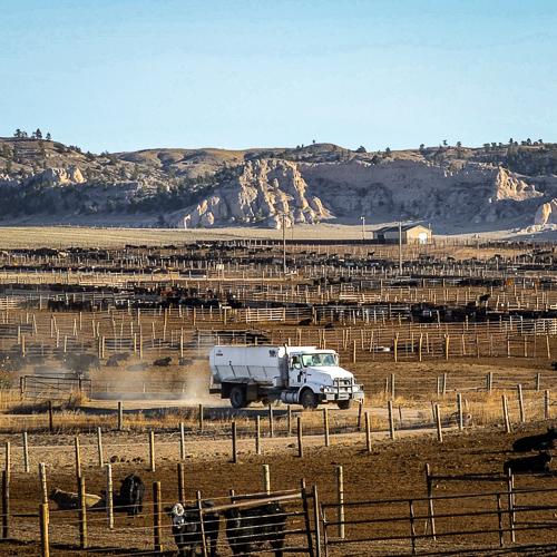 Darnall Feedlot | Darnall Feedlot